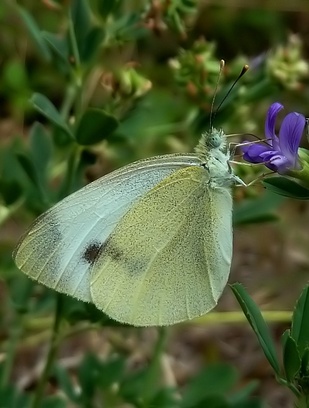 Le 15 Pieridae sp. dell''Umbria